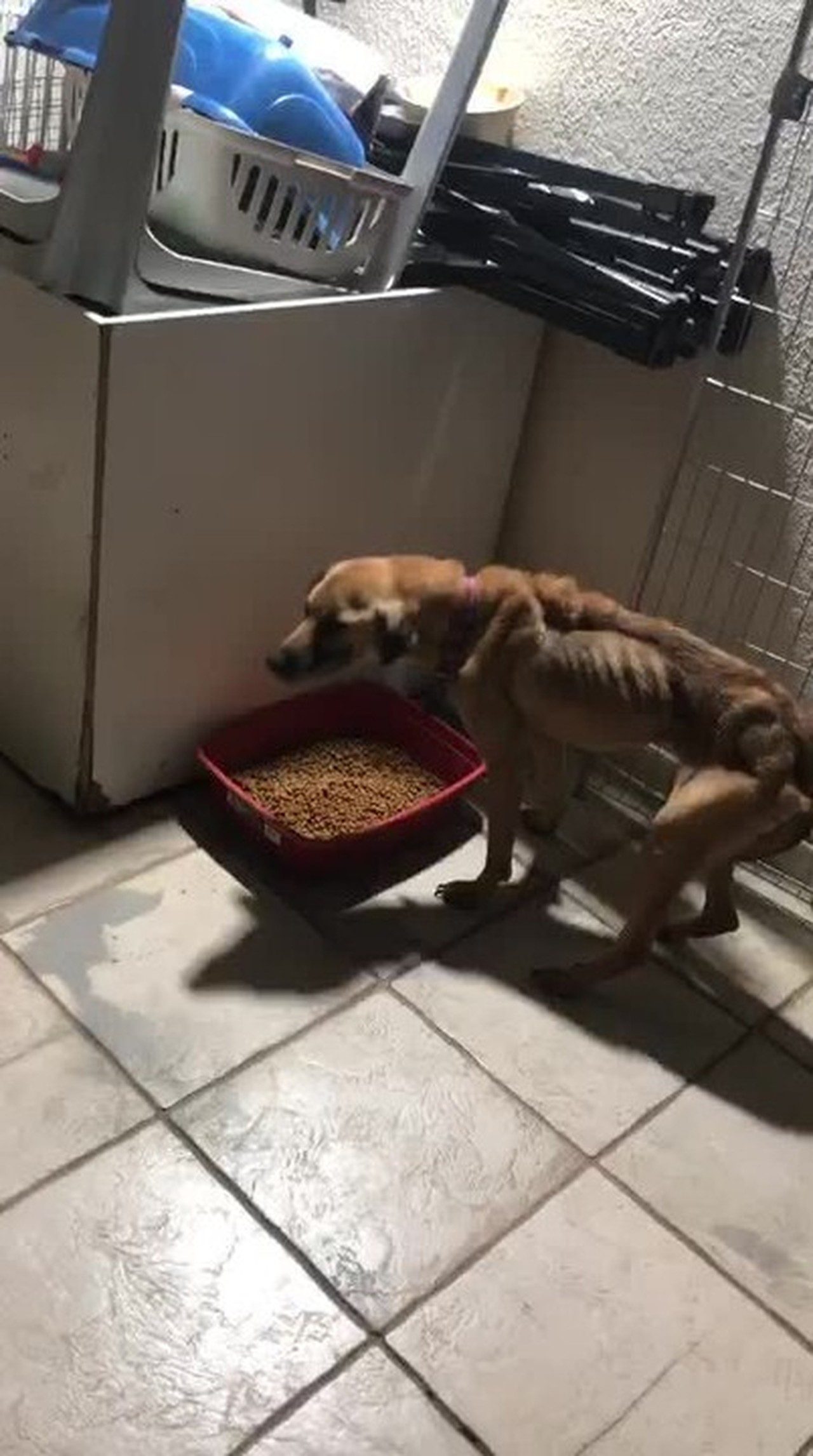 PM resgata cães com sinais de maus-tratos na Zona Leste de SP; VÍDEO