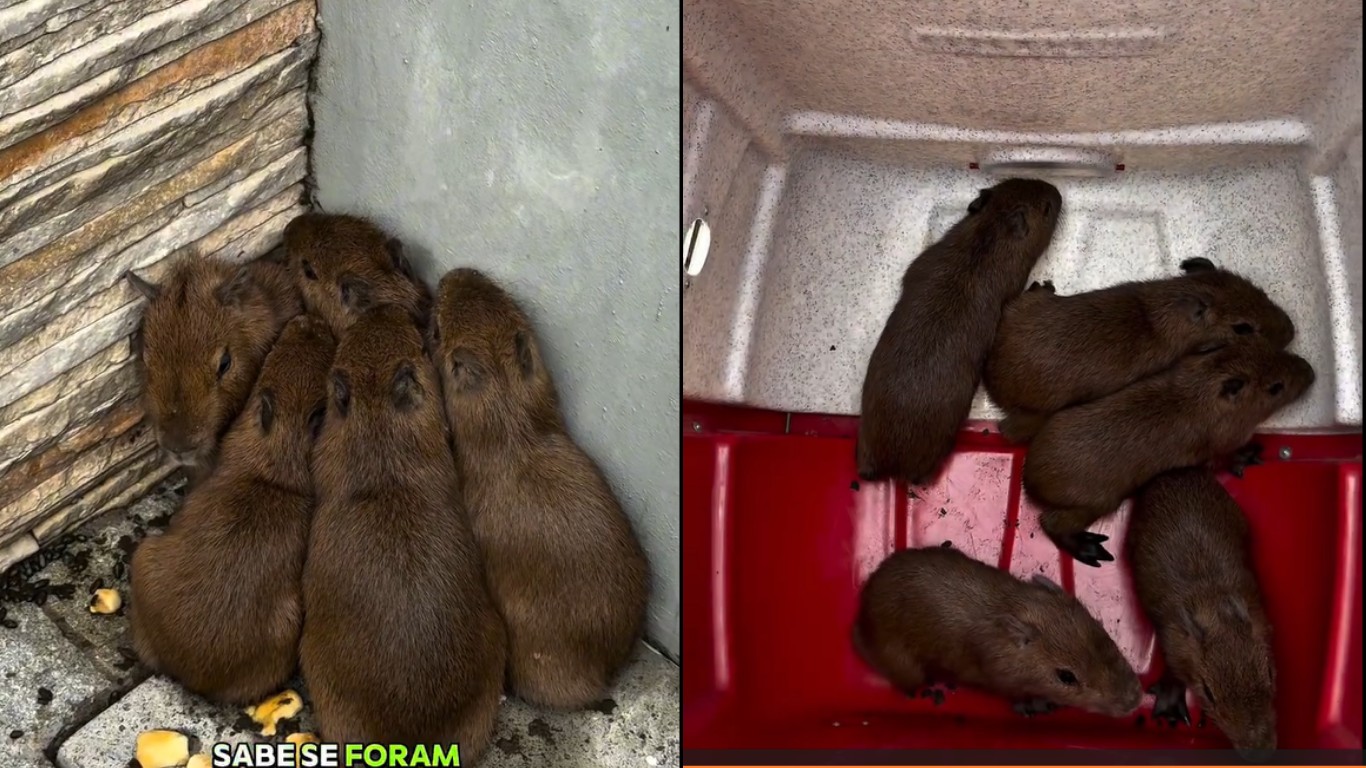 VÍDEO: Cinco filhotes de capivara perdidos da mãe surgem 'amontoados' em casa em SC