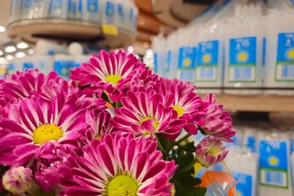 Em destaque: Preços de flores e velas para o Dia de Finados variam mais de 200% em Campo Grande
