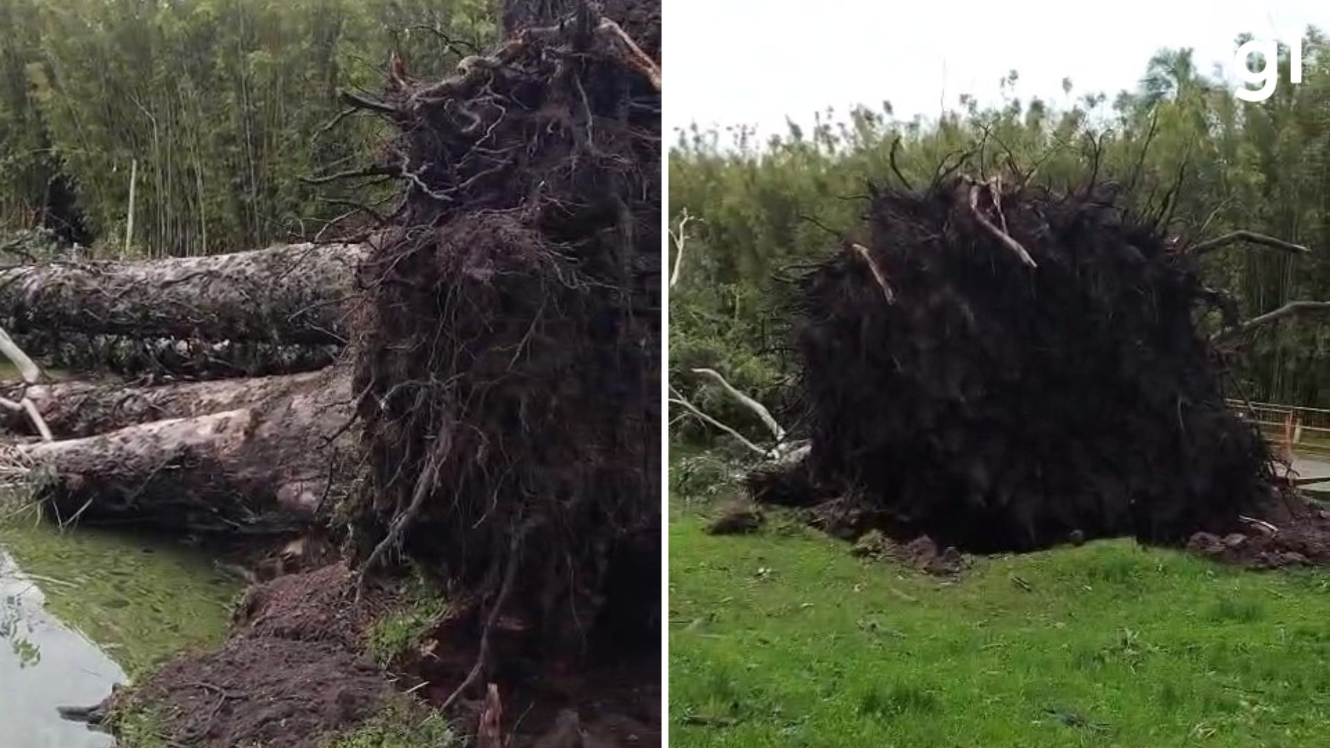 VÍDEO: Árvore é arrancada pela raiz durante temporal no RS