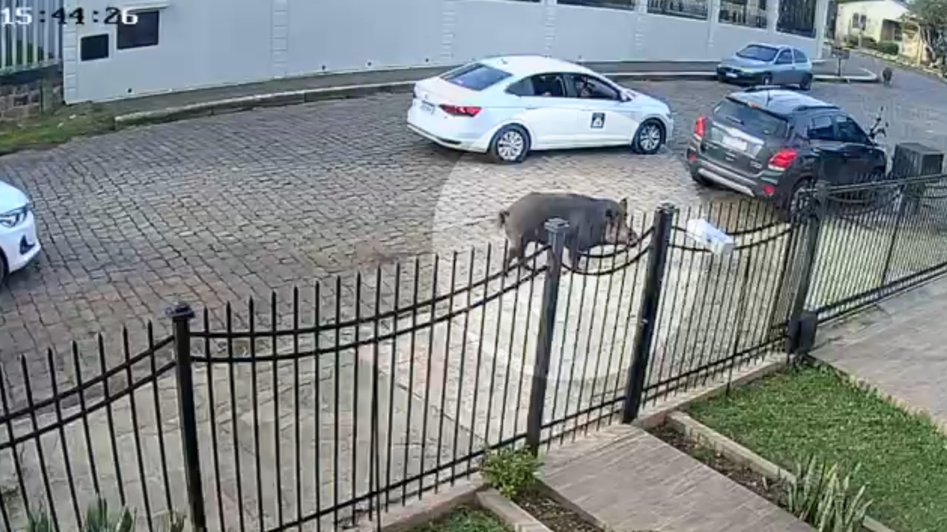 VÍDEO: Presença de 'javaporcos' nas ruas assusta moradores de cidade do interior do RS