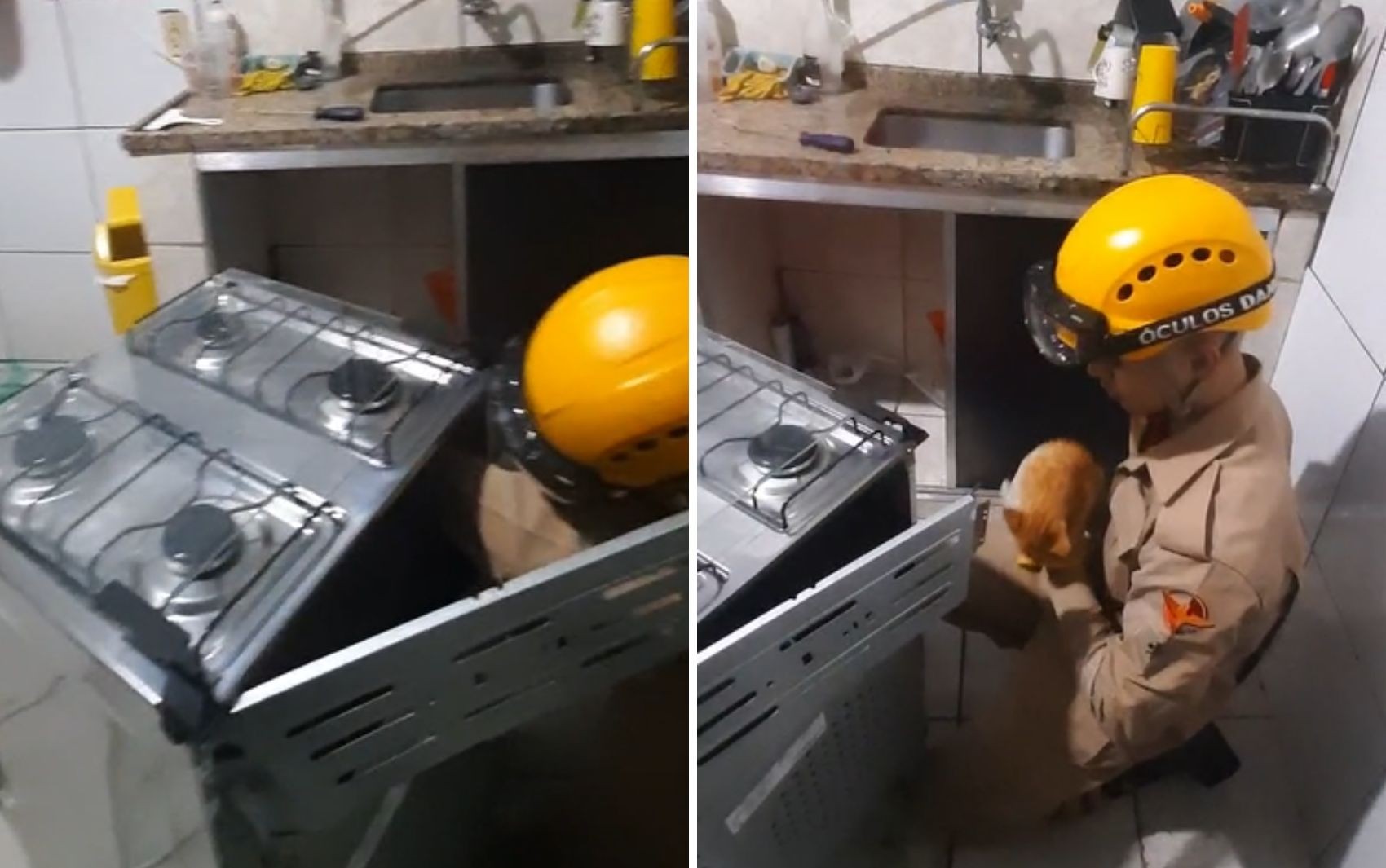 Gato se esconde dentro de fogão após mãe ser atropelada; vídeo mostra resgate 