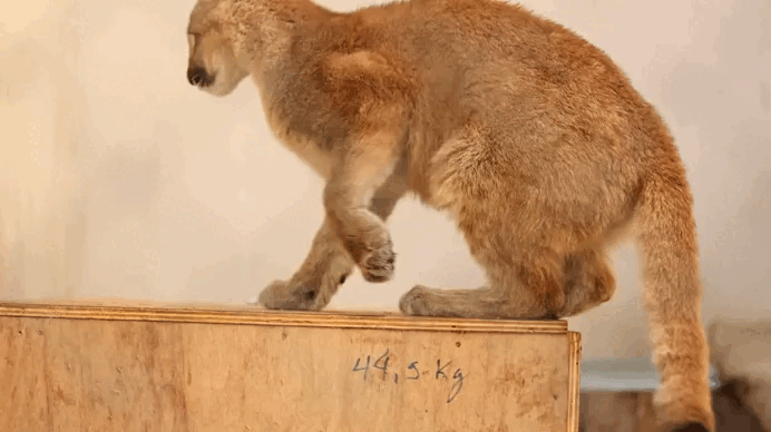 Vítima de crime ambiental e espécie rara no RS: conheça filhote de puma concolor que passa a integrar Zoo reaberto