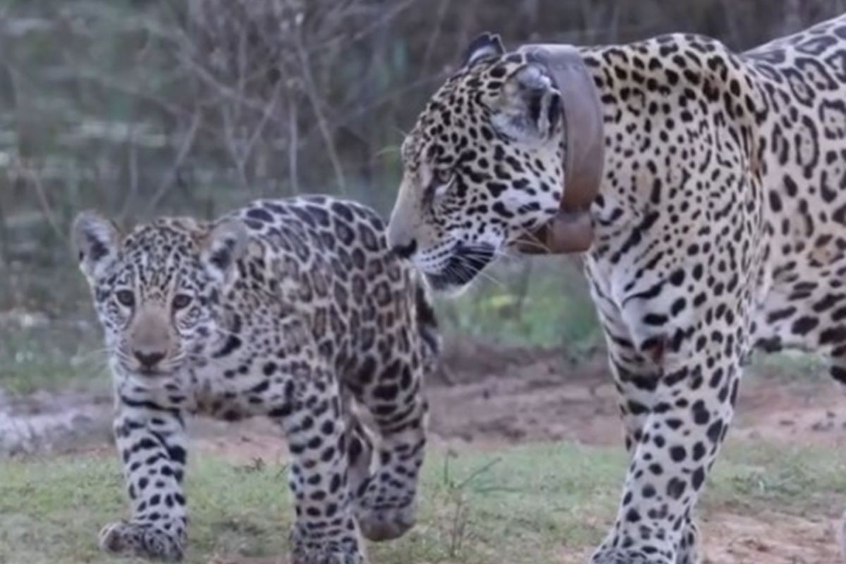 VÍDEO: Onça-pintada é flagrada com filhote em safari no Pantanal em MS