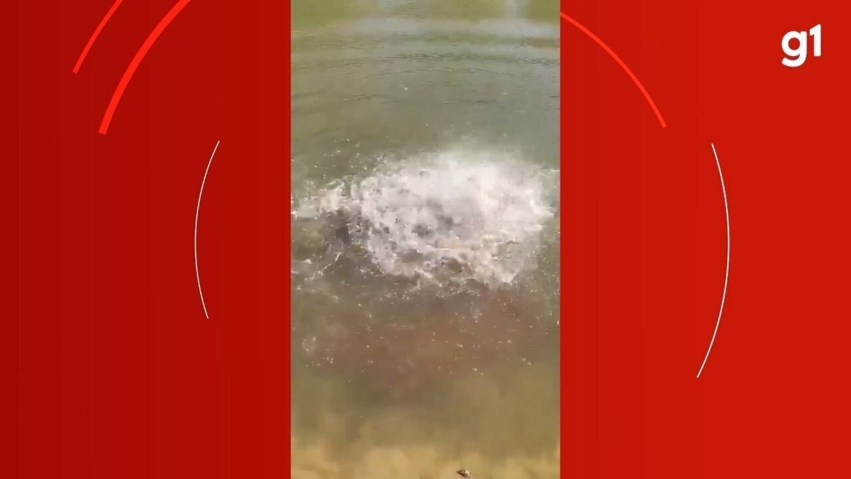 Piranhas devoram cabeça de boi em segundos no Pantanal; veja vídeo | Mato  Grosso do Sul | G1