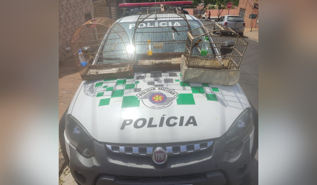 Homem é multado em R$ 2,7 mil por manter aves silvestre e híbrida em cativeiro em Álvares Machado