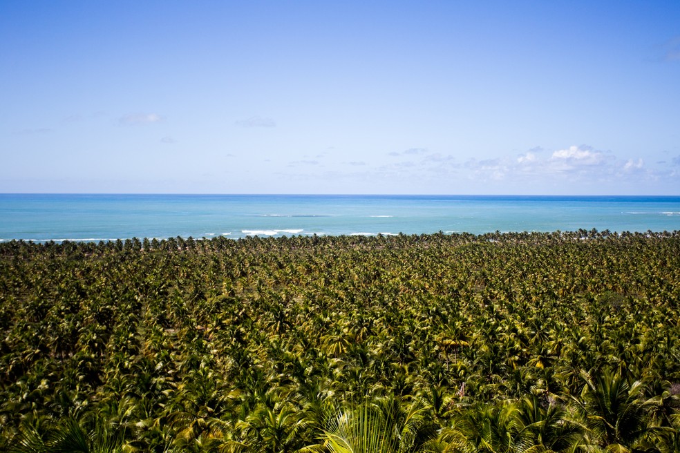 Extenso coqueiral é um dos atrativos da praia do Gunga — Foto: Jonathan Lins / G1