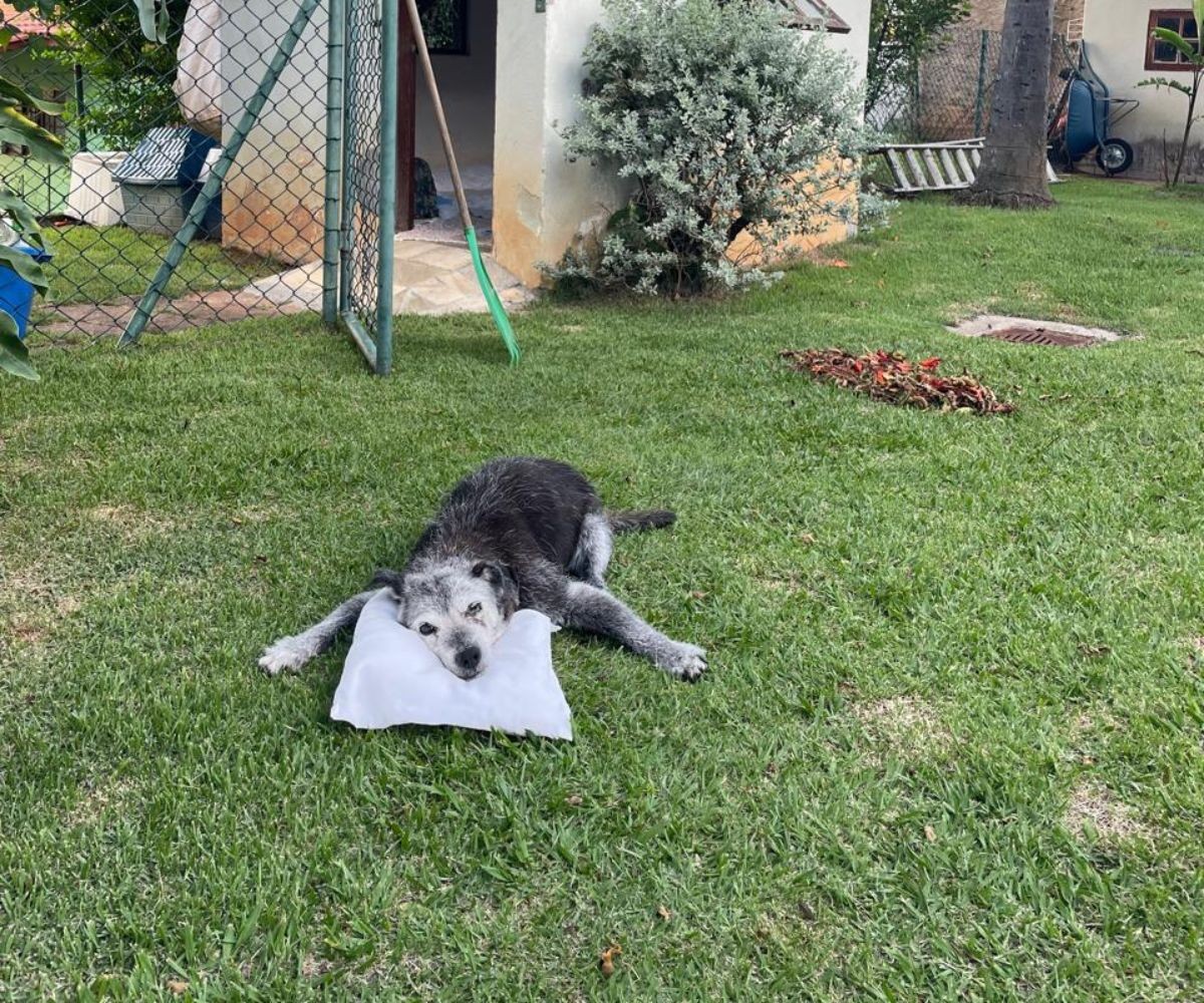 Morre Pingo, vira-lata de 21 anos que ficou famoso por viver em posto de gasolina em Vinhedo