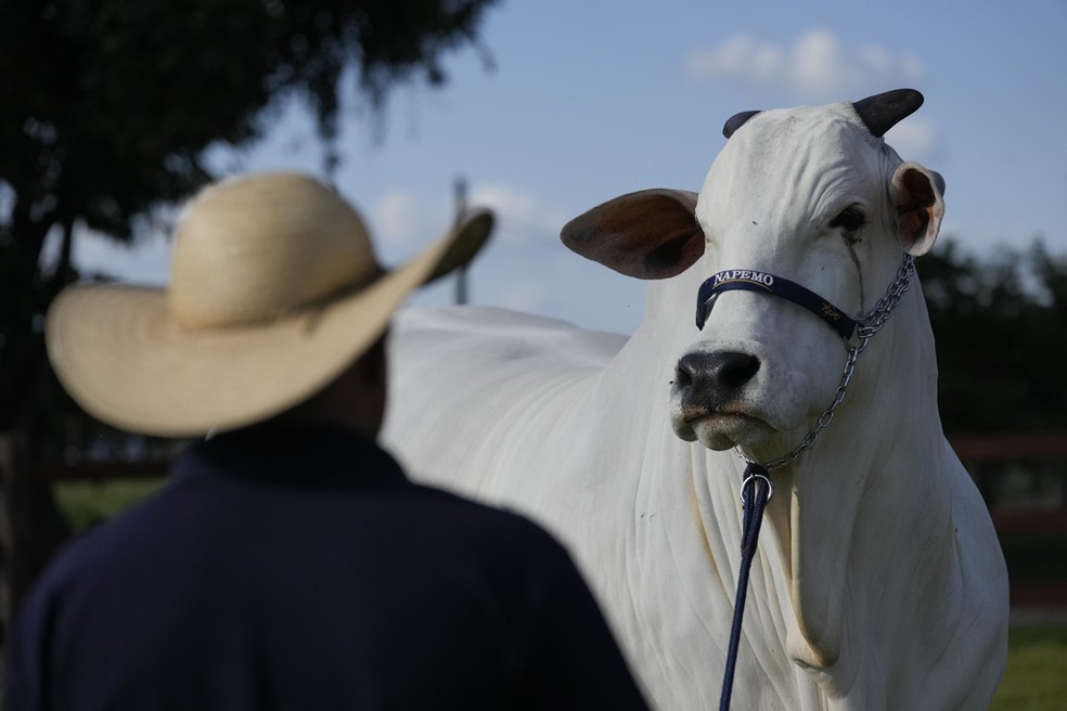 Viatina-19 é monitorada por câmeras 24 horas todos os dias — Foto: (AP Photo/Silvia Izquierdo)