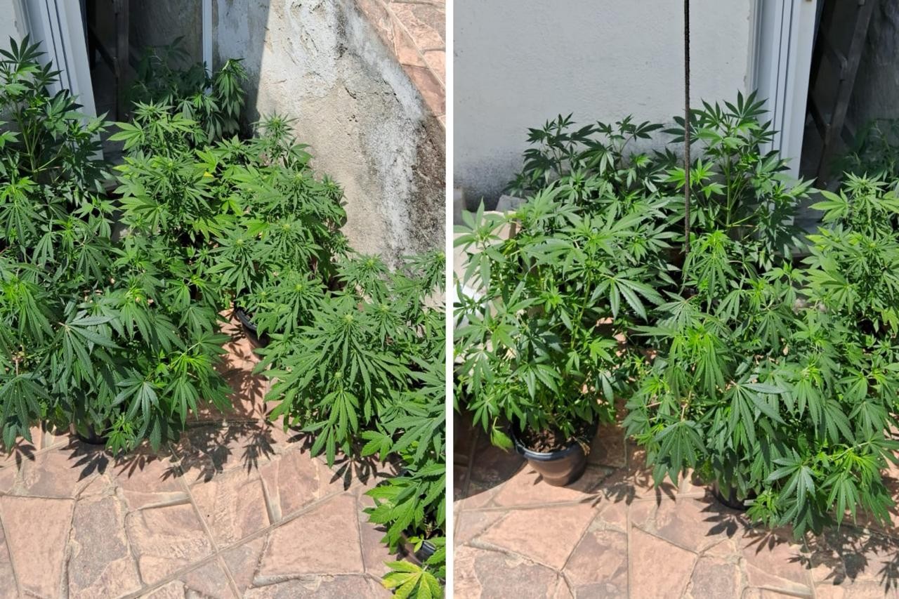 Homem é preso suspeito de manter estufa para plantação de maconha em Várzea Paulista 