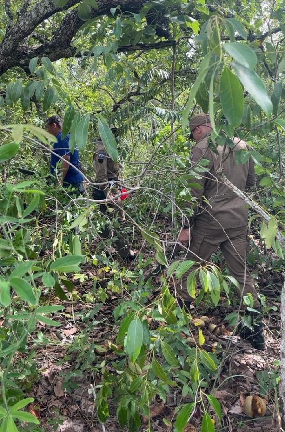 Os dois homens se perderam na mata durante a colheita — Foto: Corpo de Bombeiros