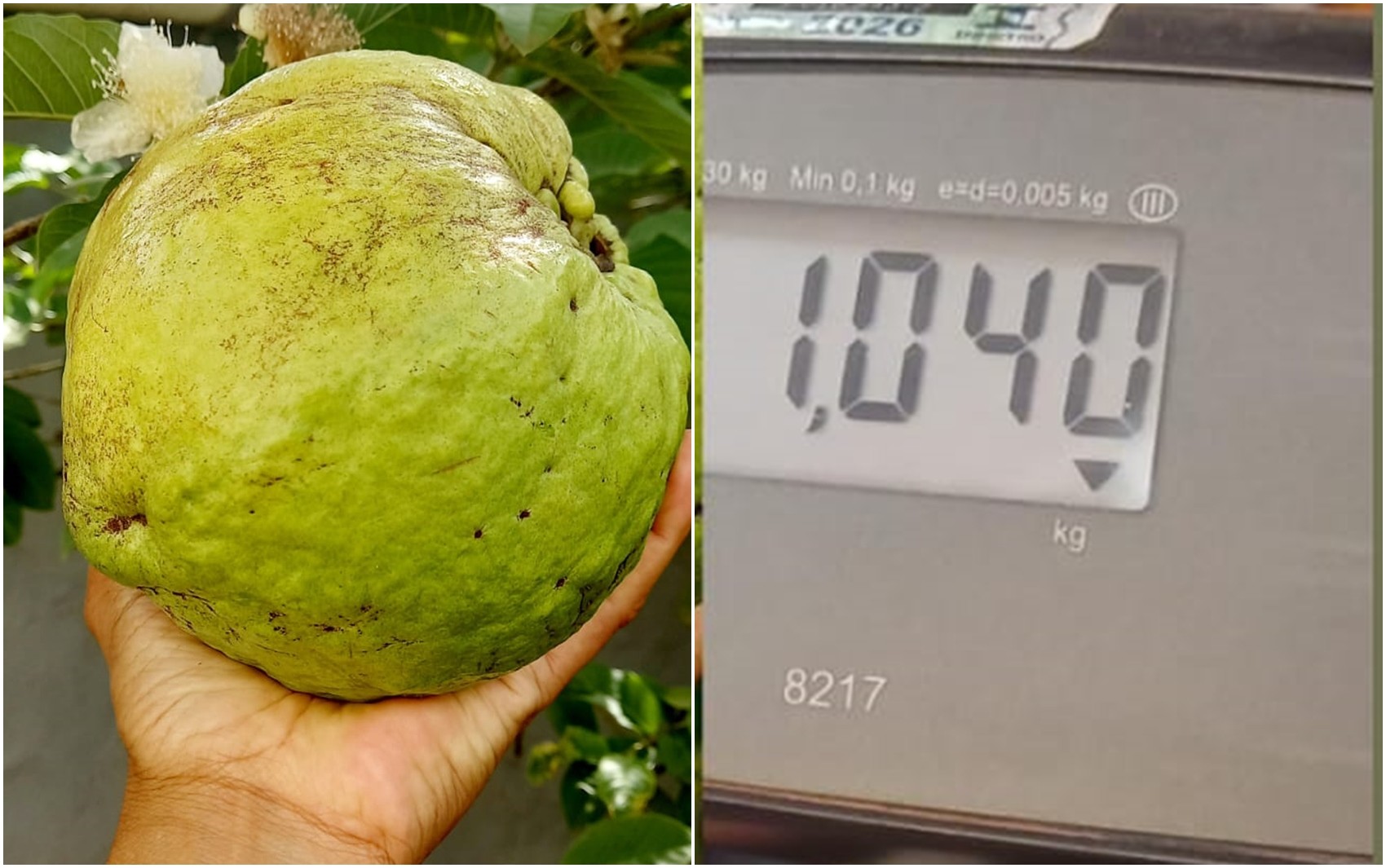 Supergoiabeira produz goiabas de até 1kg em Goiás
