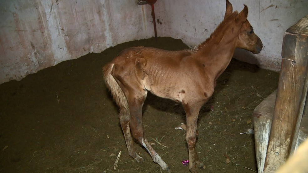 Sem cultura de consumo de cavalo, só os velhos ou com patas quebradas vão  para frigoríficos - Economia - Estado de Minas