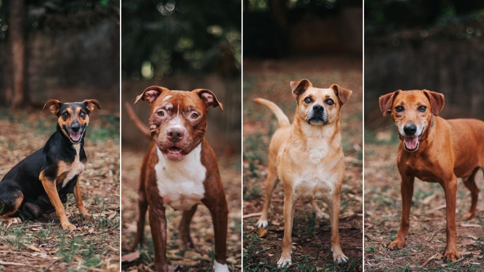 1 de 3
Animais poderão ser enterrados em jazigos de seus donos — Foto: Alanna Rodrigues/Divulgação