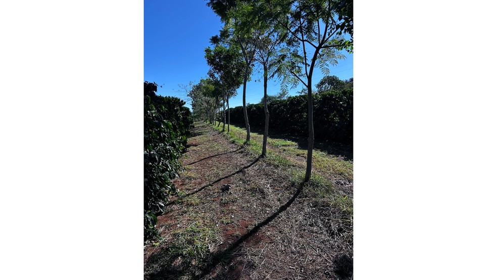 Femagri 2026 apresenta inovações em sustentabilidade a cafeicultores — Foto: Crédito: Divulgação