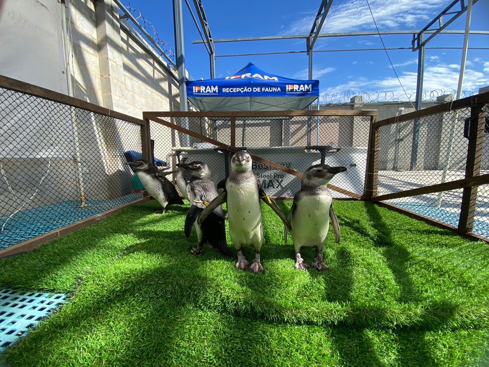 Pinguins resgatados no Espírito Santo fazem até fisioterapia para voltarem ao mar — Foto: Ipram