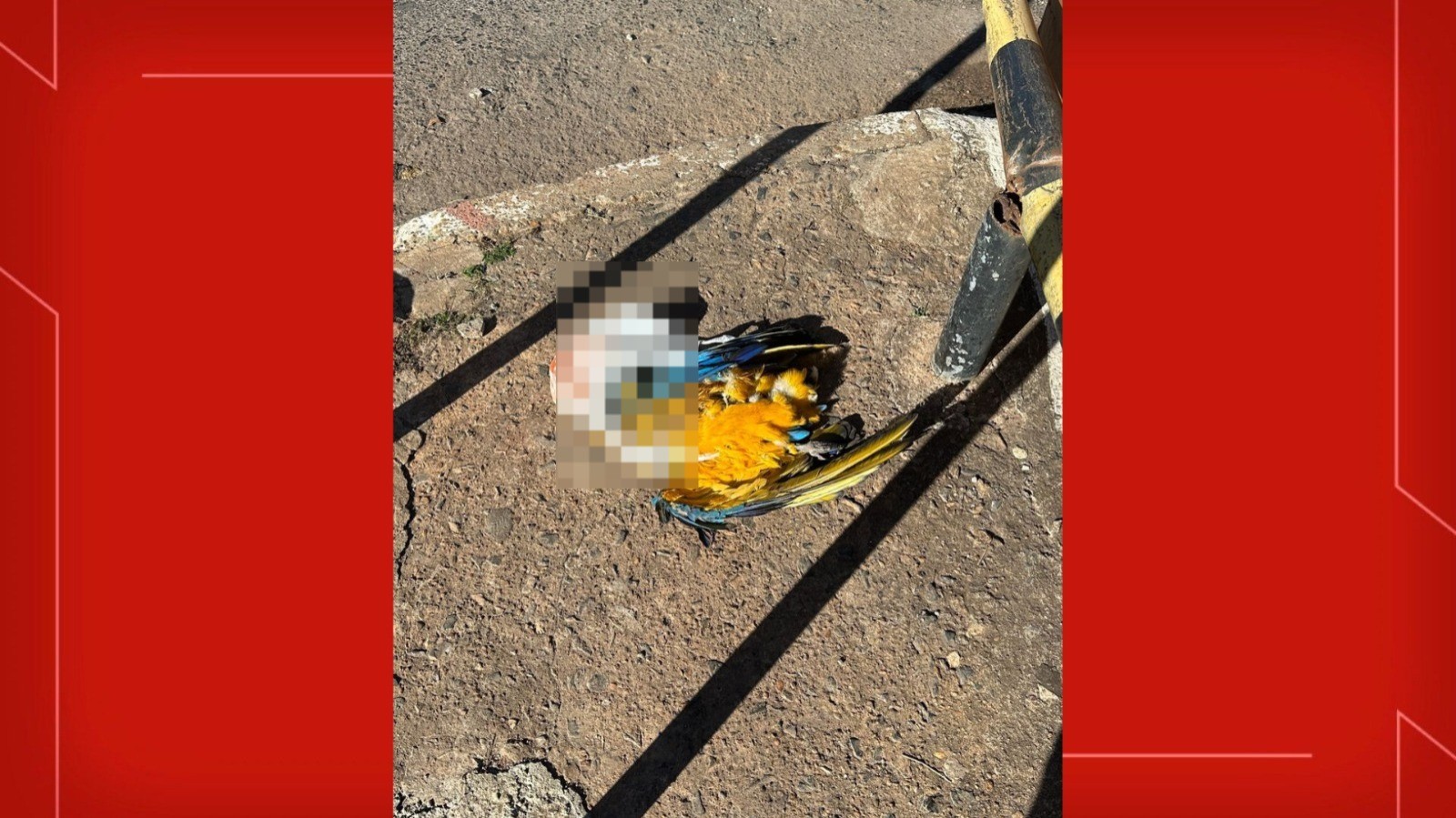 Arara-canindé é encontrada morta em Taguatinga; VÍDEO mostra ave sendo depenada por homem