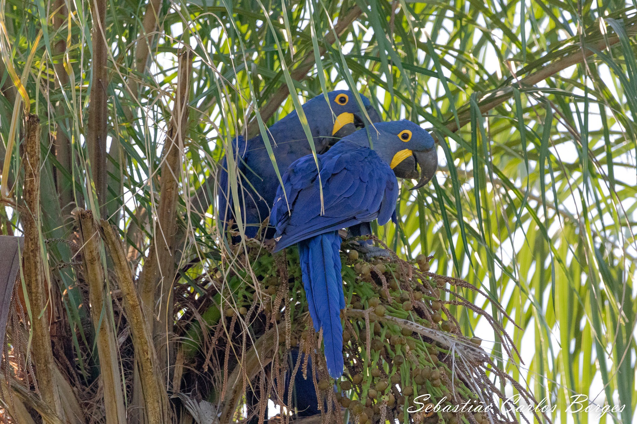 Instituto promove 2ª ação para observação de araras-azuis-grandes na natureza