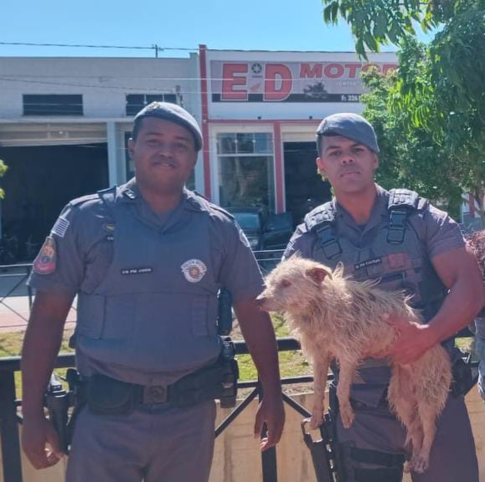 Cão foi resgatado em segurança e levado ao serviço de zoonoses da cidade — Foto: Polícia Militar/Divulgação