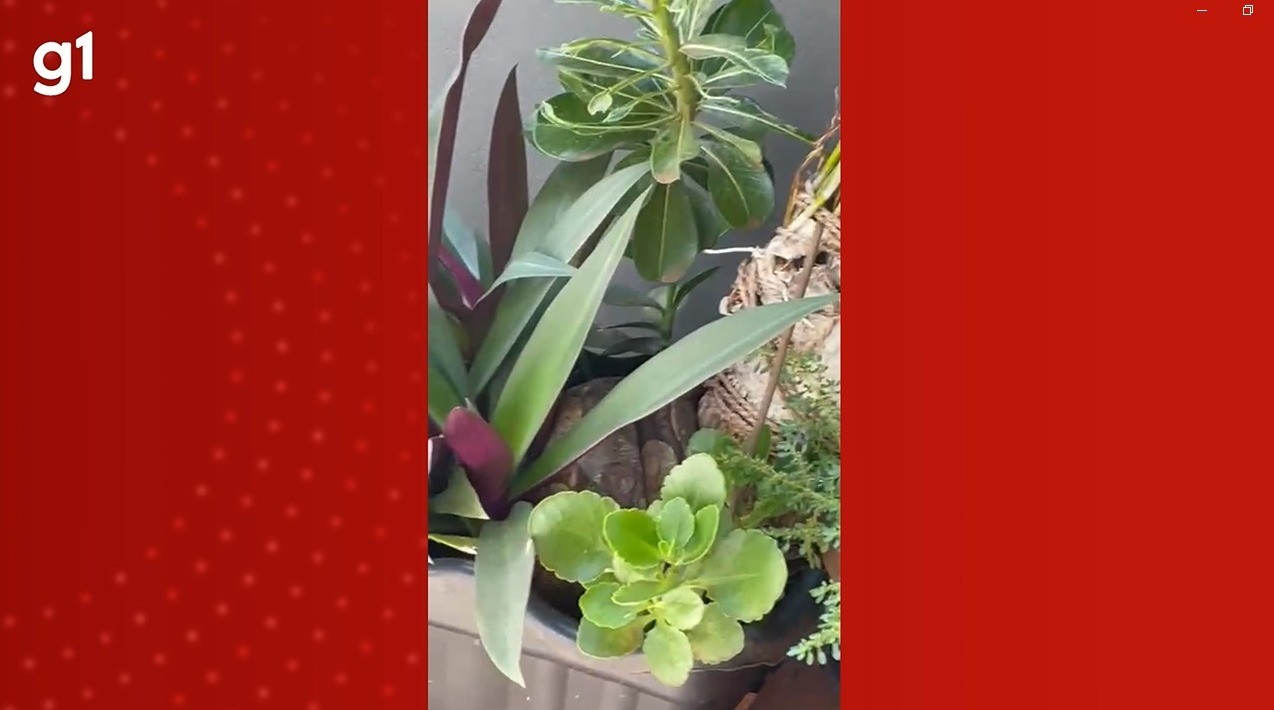 VÍDEO: Jiboia é flagrada em vaso de planta em quintal de residência em MS