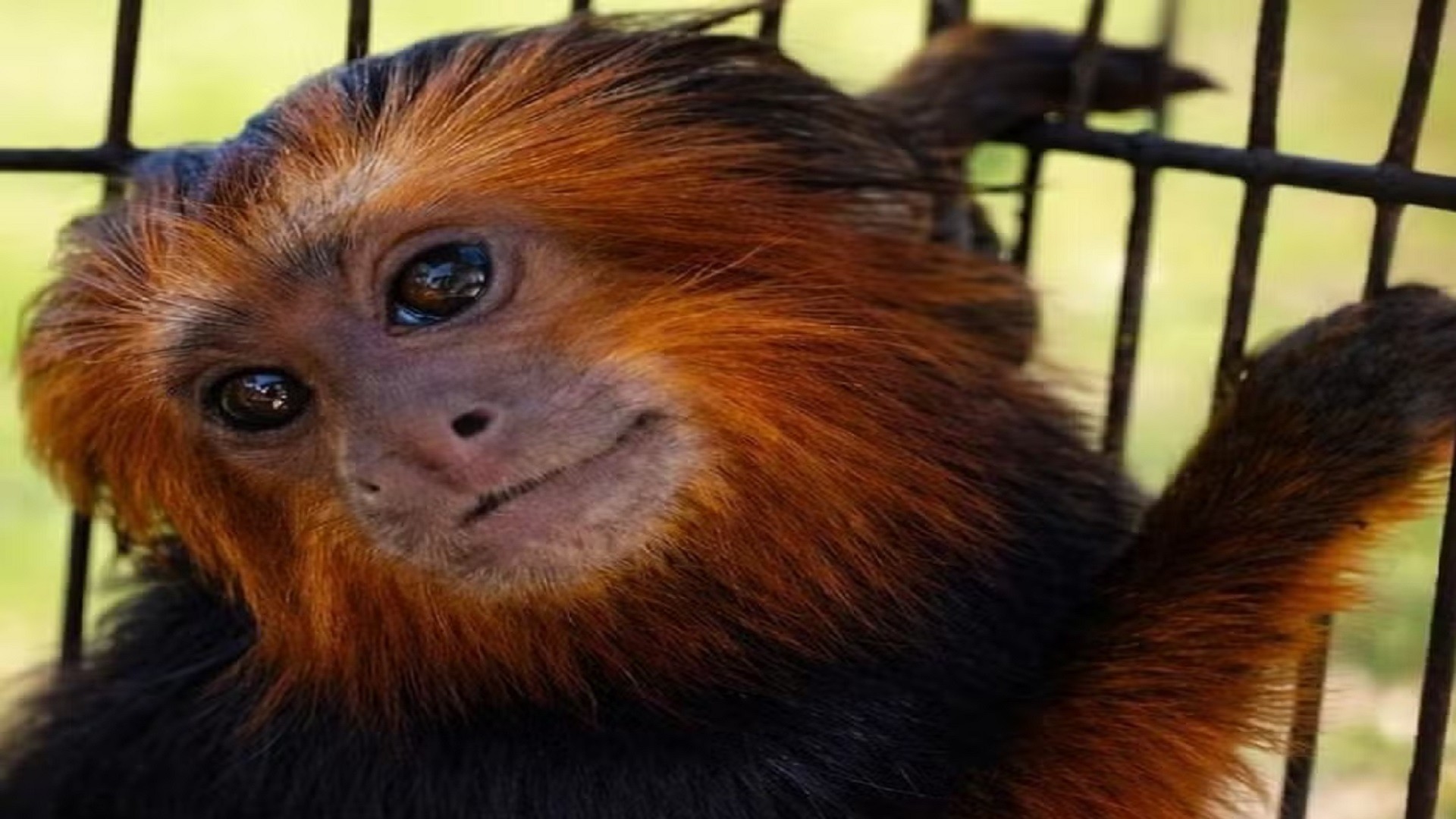 Ar-condicionado a 30°C, placas térmicas e feno: veja como o Zoológico de Bauru aquece animais no inverno