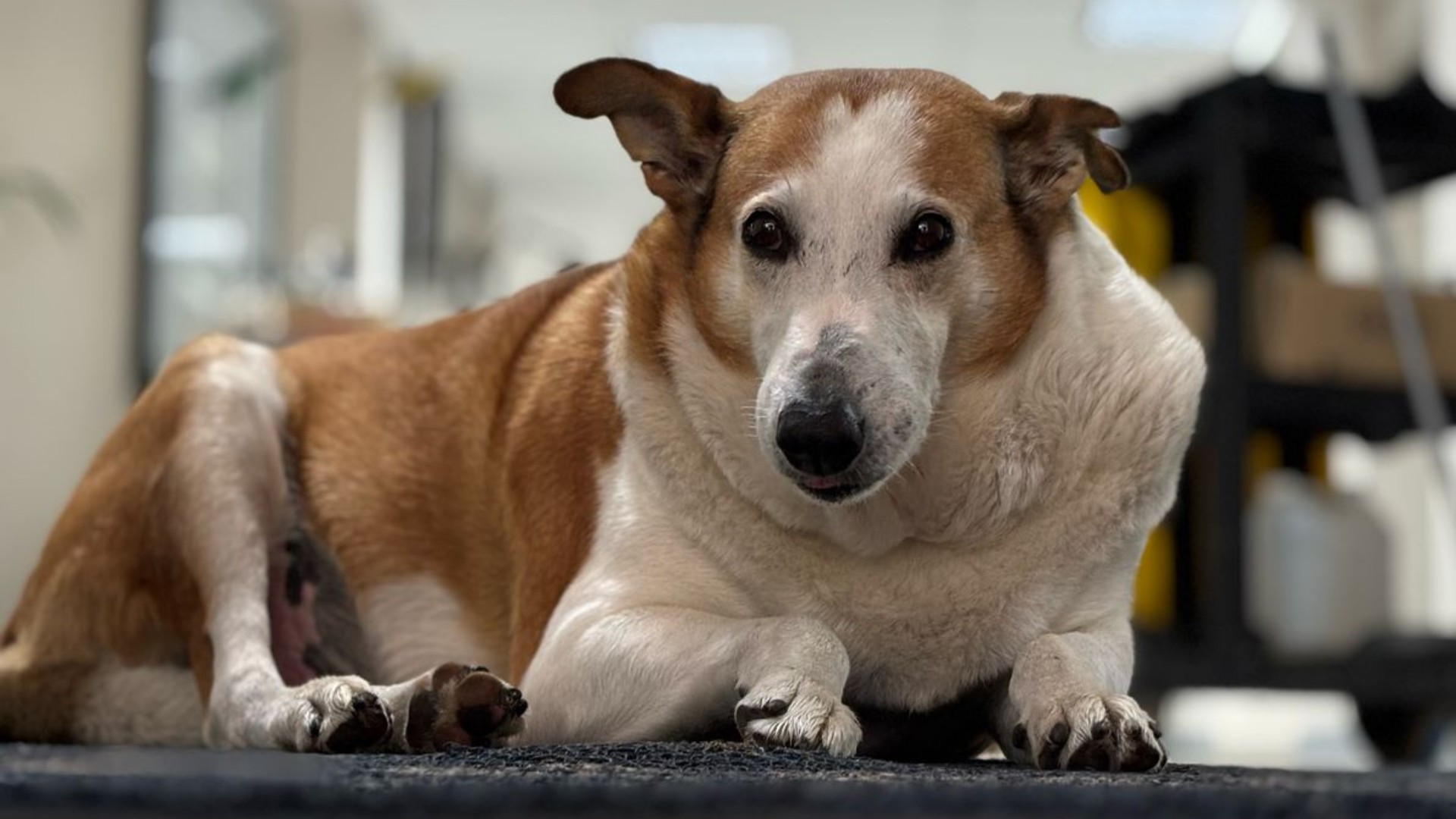 Silveira, cão famoso do RS, é 'nomeado' pró-reitor de assuntos caninos da UFSM