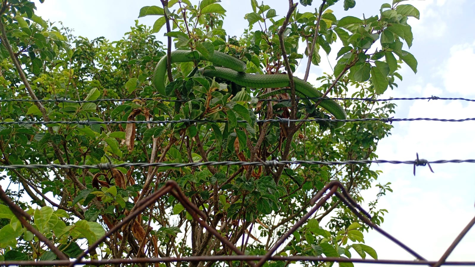 Cobra é capturada em árvore próxima a parque em Campinas