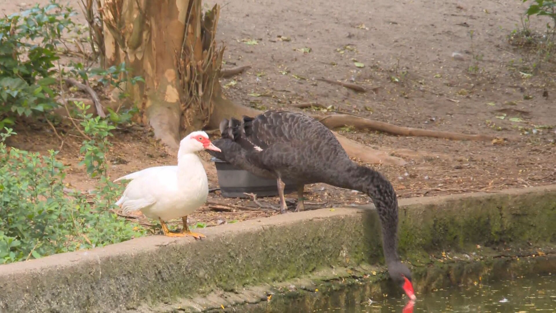 Moradores dizem que patos e gansos do Parque Guinle, em Laranjeiras, foram levados por ladrões 