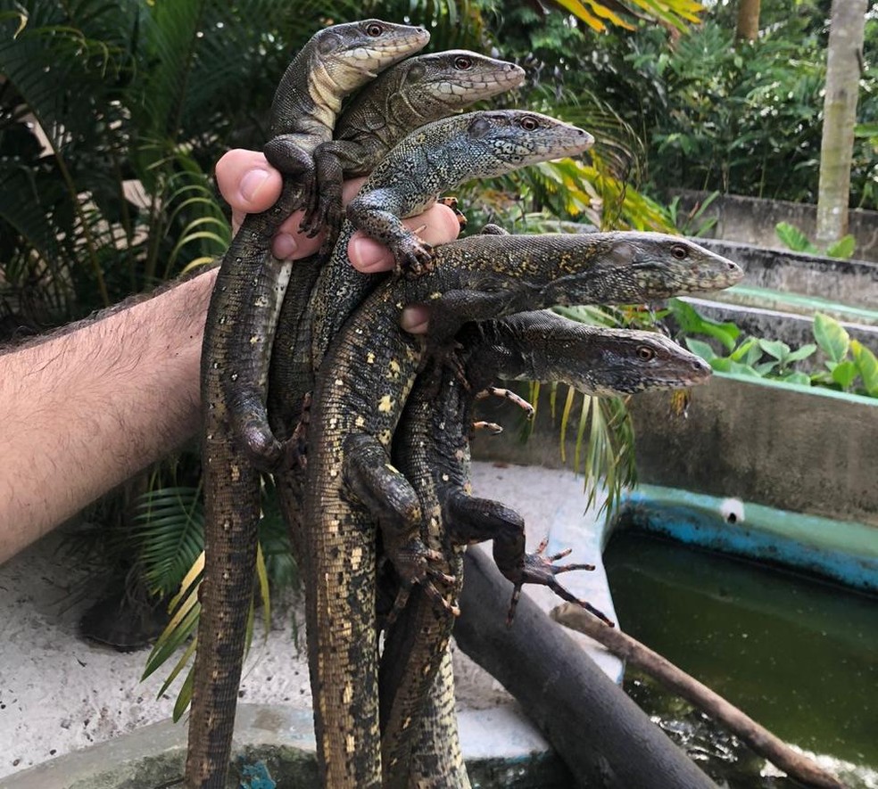Lagarto encontrado na Amazônia lembra filhote de jacaré — Foto: Divulgação / Centro Amazônico de Herpetologia