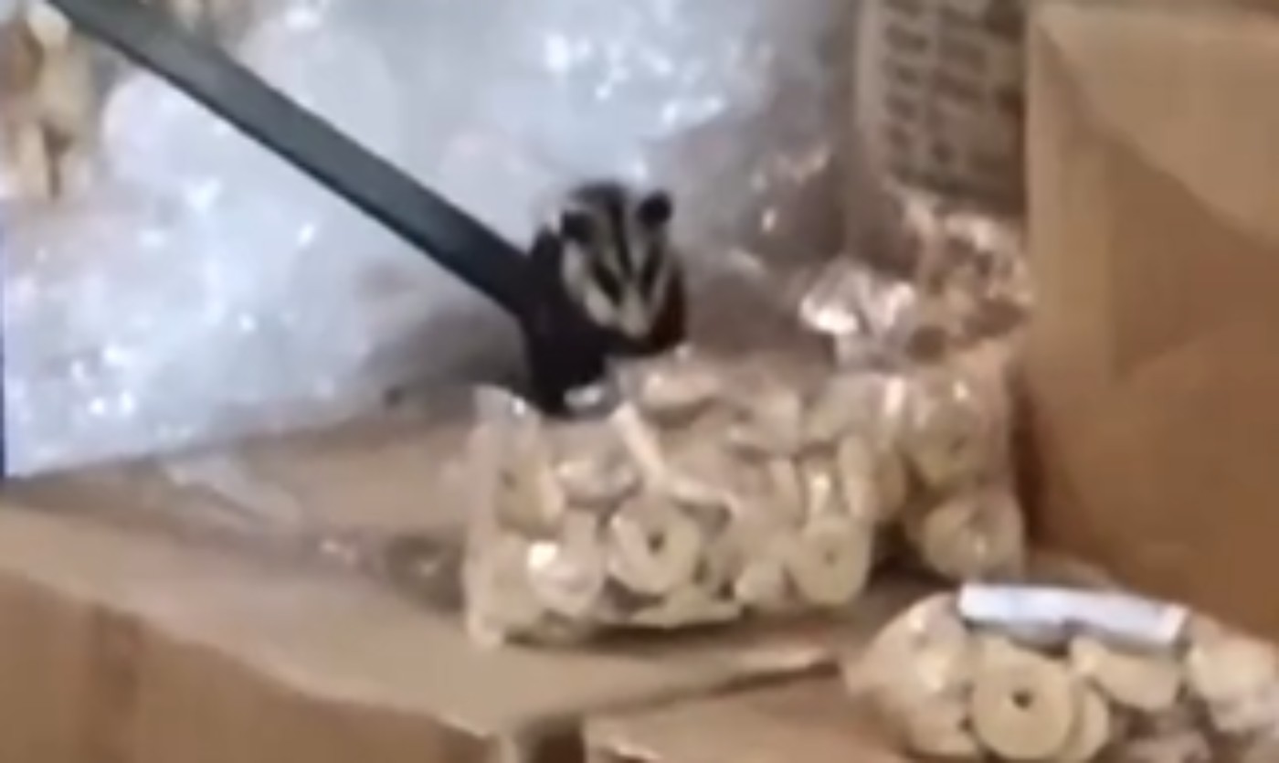 VÍDEO: gambá é flagrado comendo bolacha de estoque para merenda escolar, em Maringá