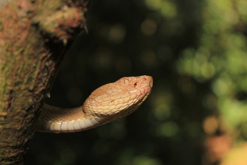 Jararaca-ilhoa é uma das serpentes mais perigosas do mundo e é encontrada na ilha. — Foto: Rafael Benetti