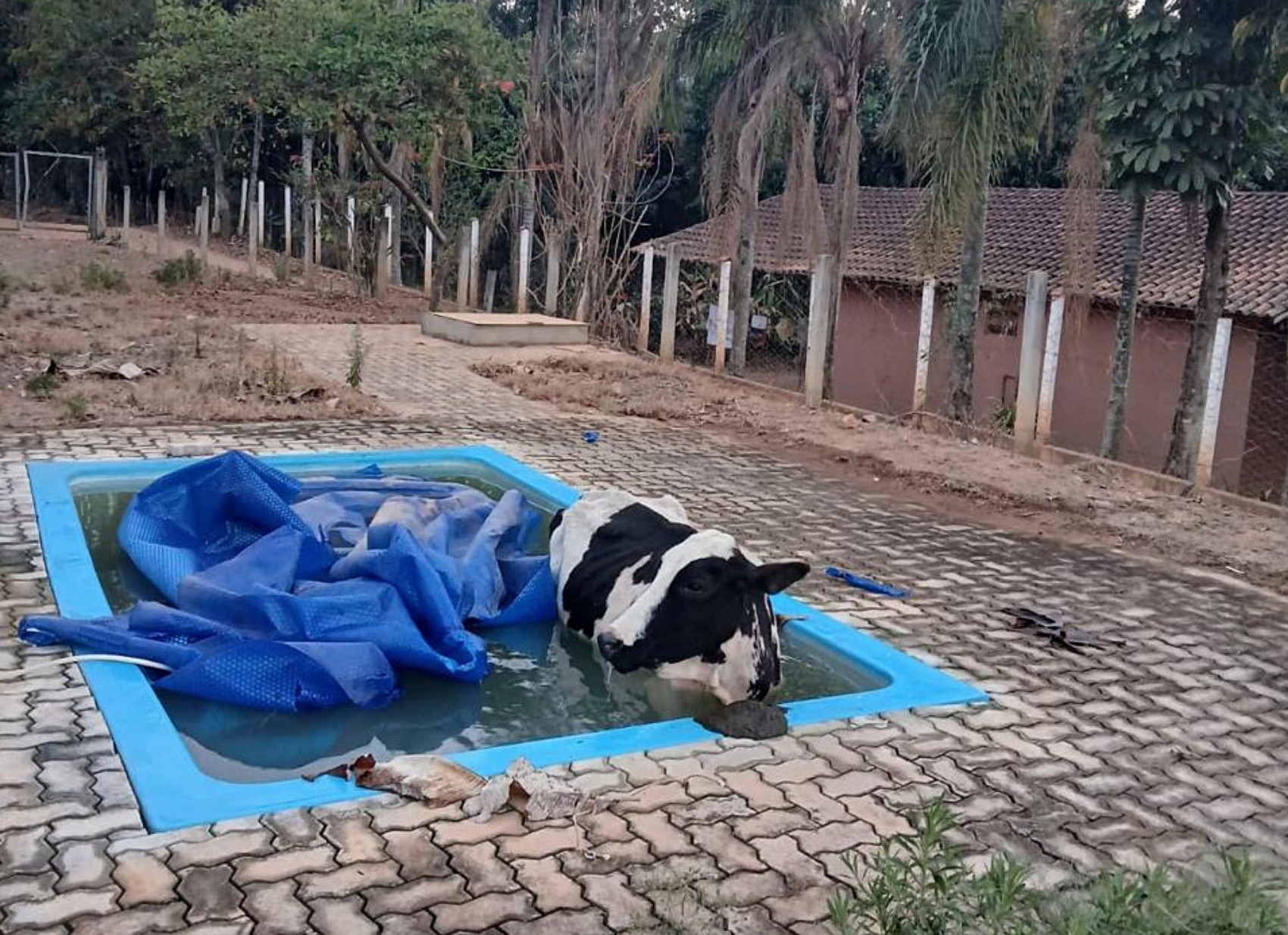 VÍDEO: Vaca cai em piscina em sítio de Andradas e é resgatada por bombeiros