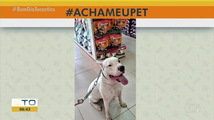 Acha Meu Pet ajuda telespectador a encontrar animais perdidos