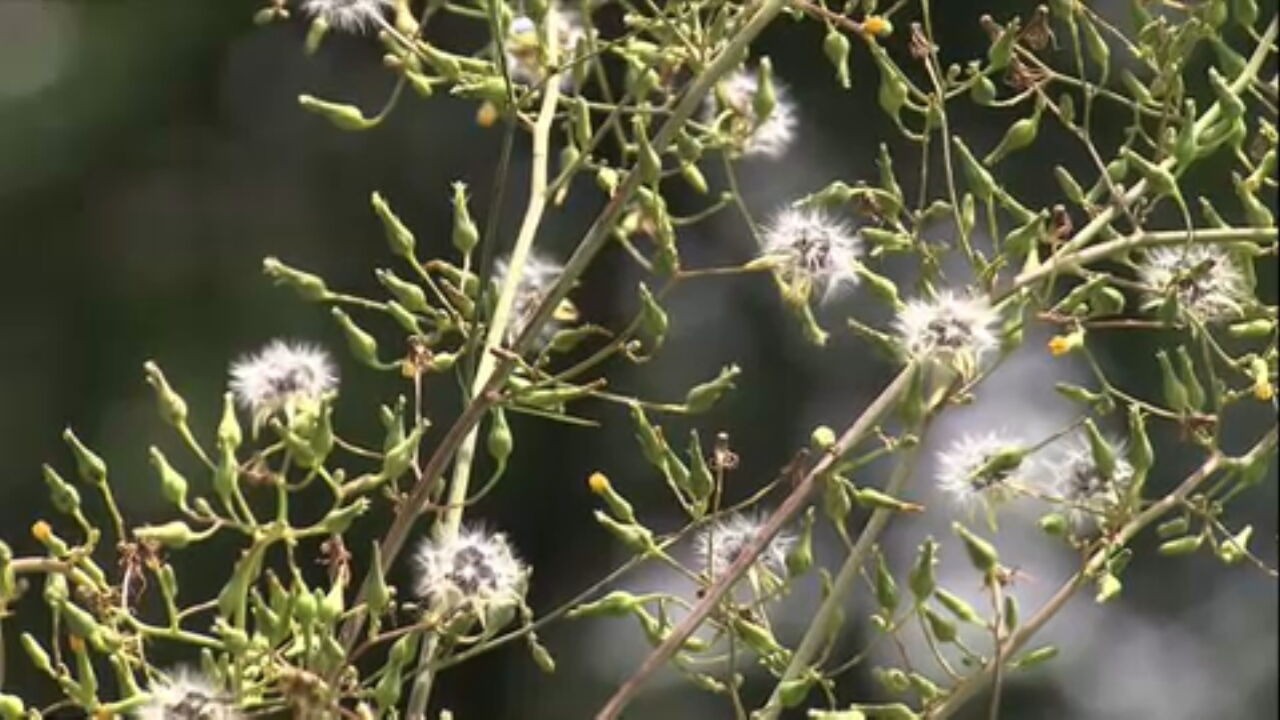Globo Rural: informações adicionais das reportagens do dia 02/06/2025