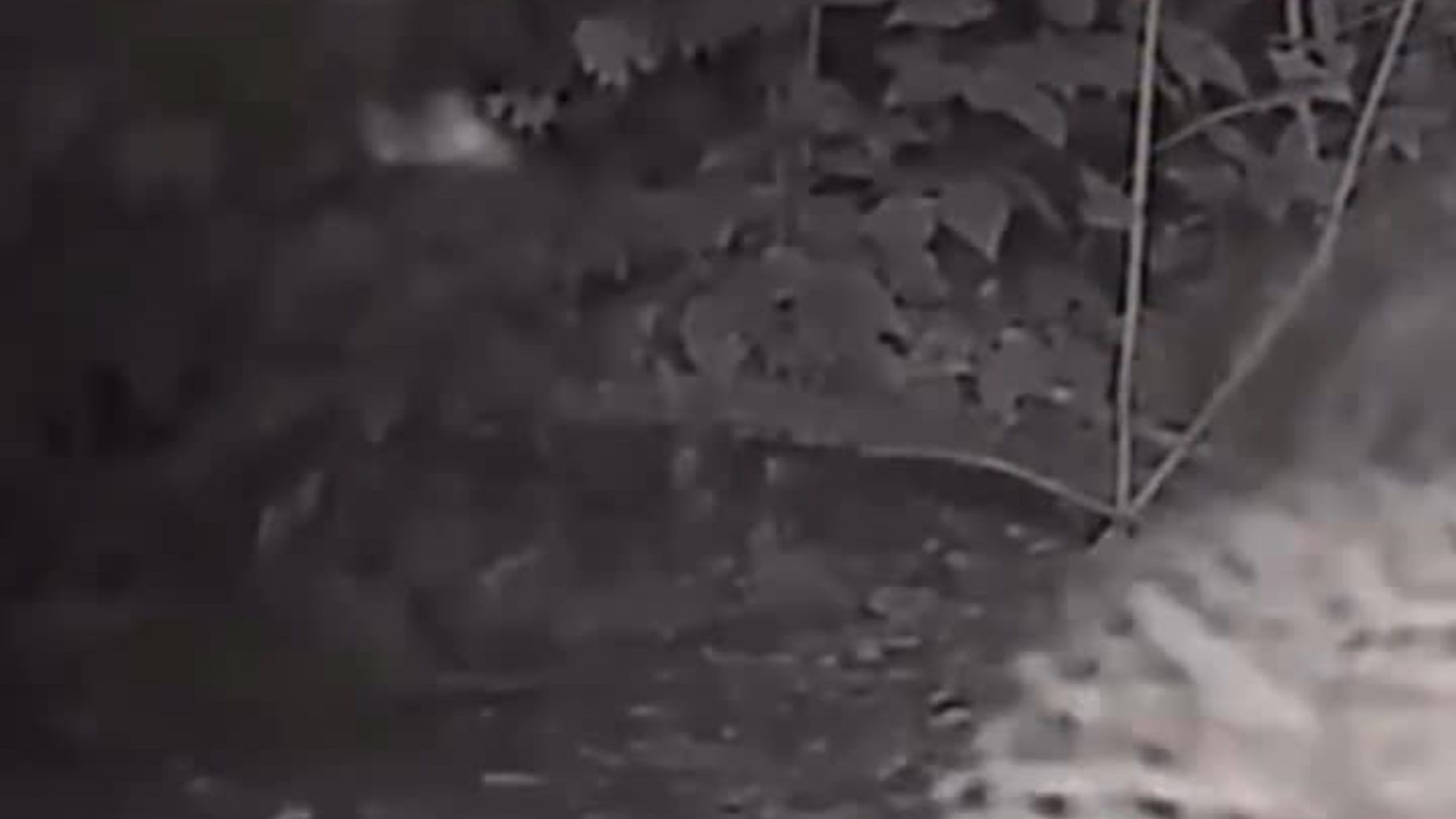 Câmera nas Cataratas do Iguaçu flagra onça-pintada filhote 'fazendo dengo' para chamar a atenção da mãe, que entra na brincadeira
