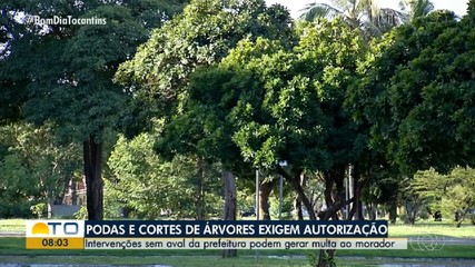 Entenda as regras para poda e corte de árvores em áreas públicas