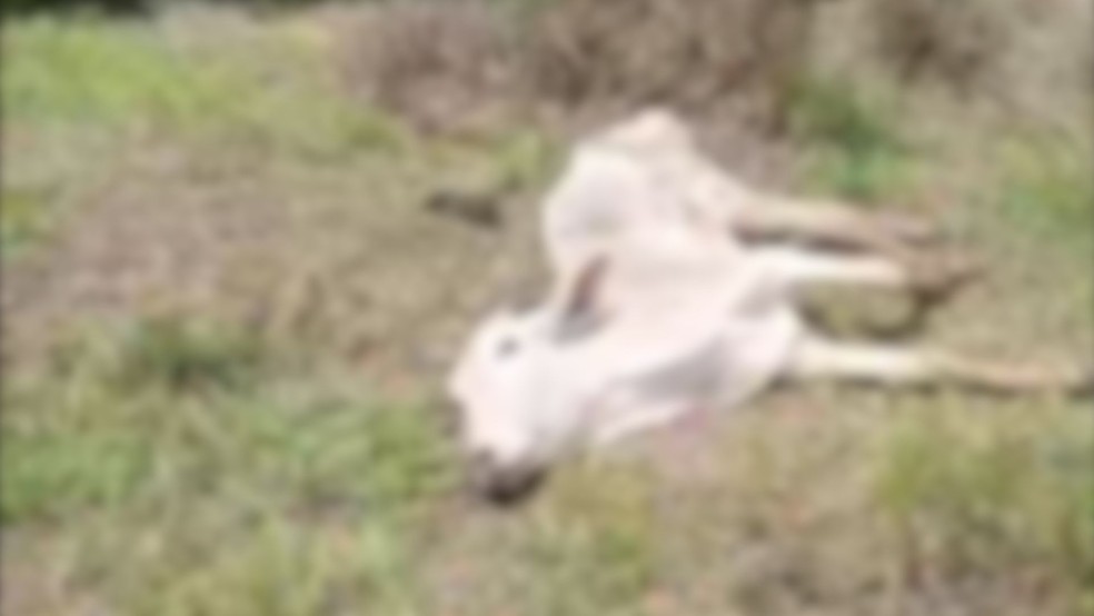Animais são encontrados mortos em propriedade rural de Avanhandava (SP) — Foto: Divulgação