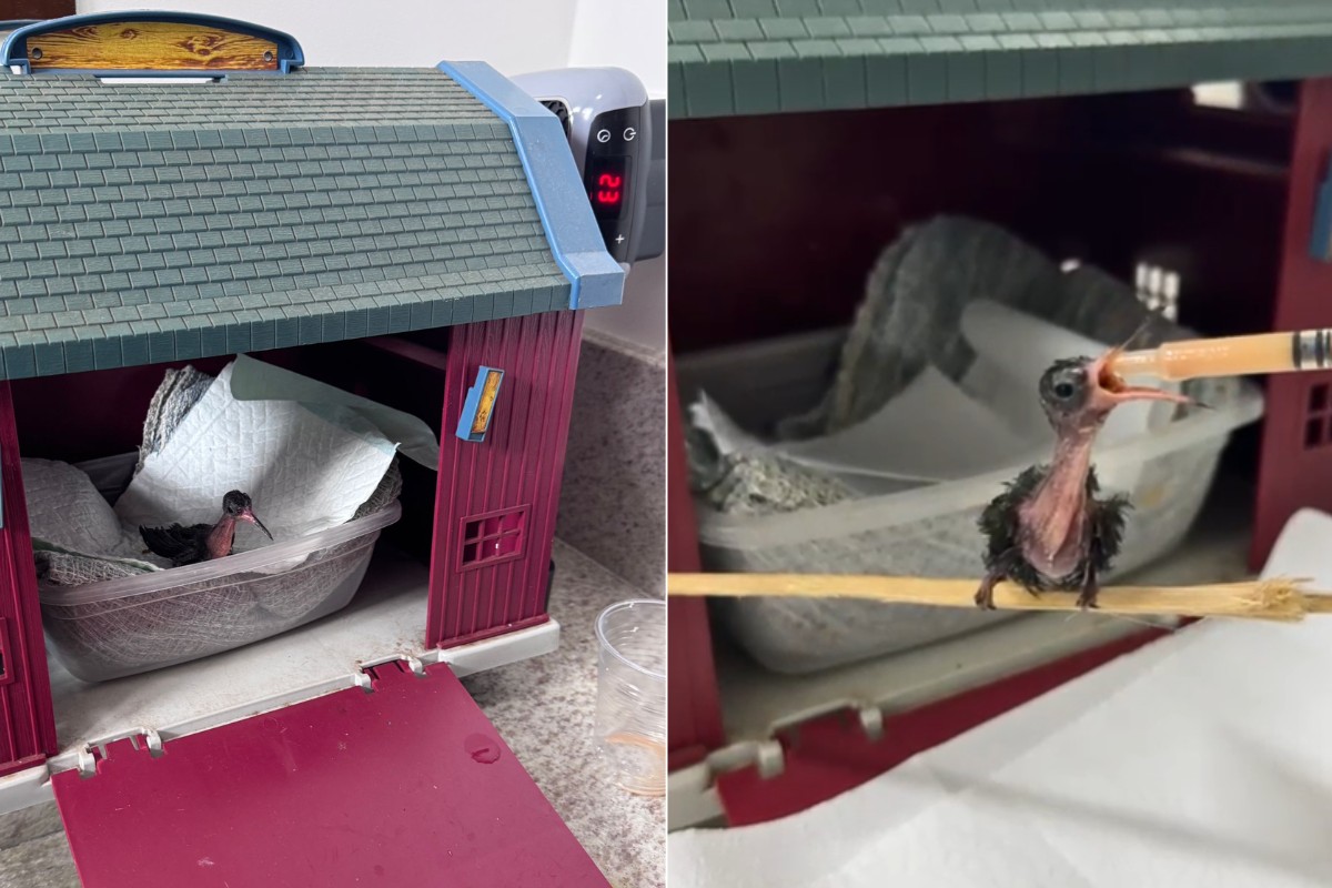 Veterinário resgata filhote de beija-flor, monta 'casinha' com aquecedor e faz alimentação especial para salvar ave no interior de SP