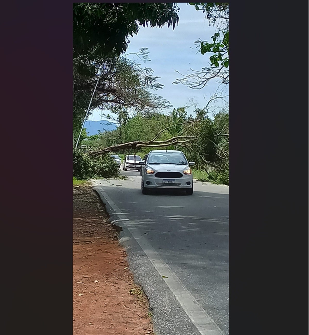 Árvore cai e interdita RJ-106 em Saquarema 