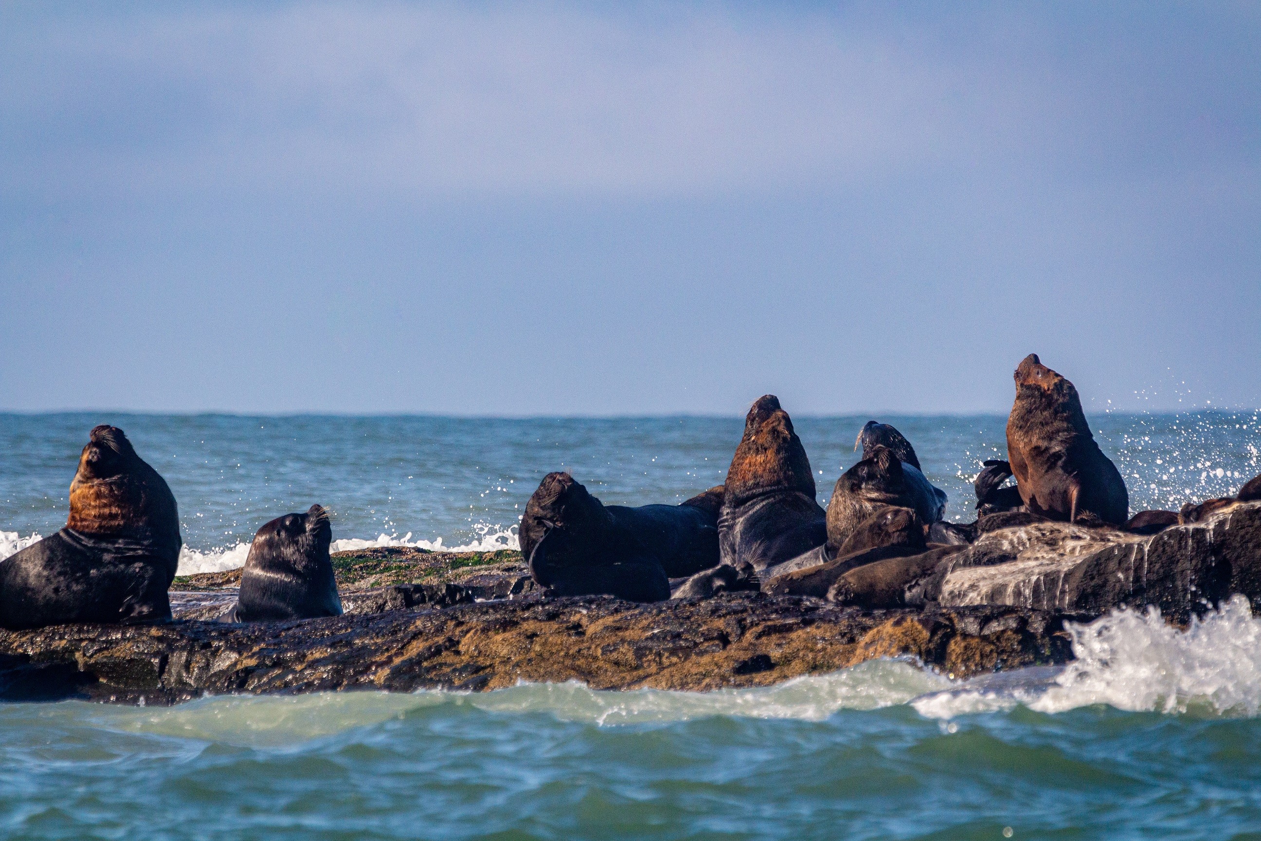 Ilha dos Lobos, refúgio de animais silvestres e golfinhos no RS, volta a aceitar turistas de caiaque e stand up paddle após 7 anos 