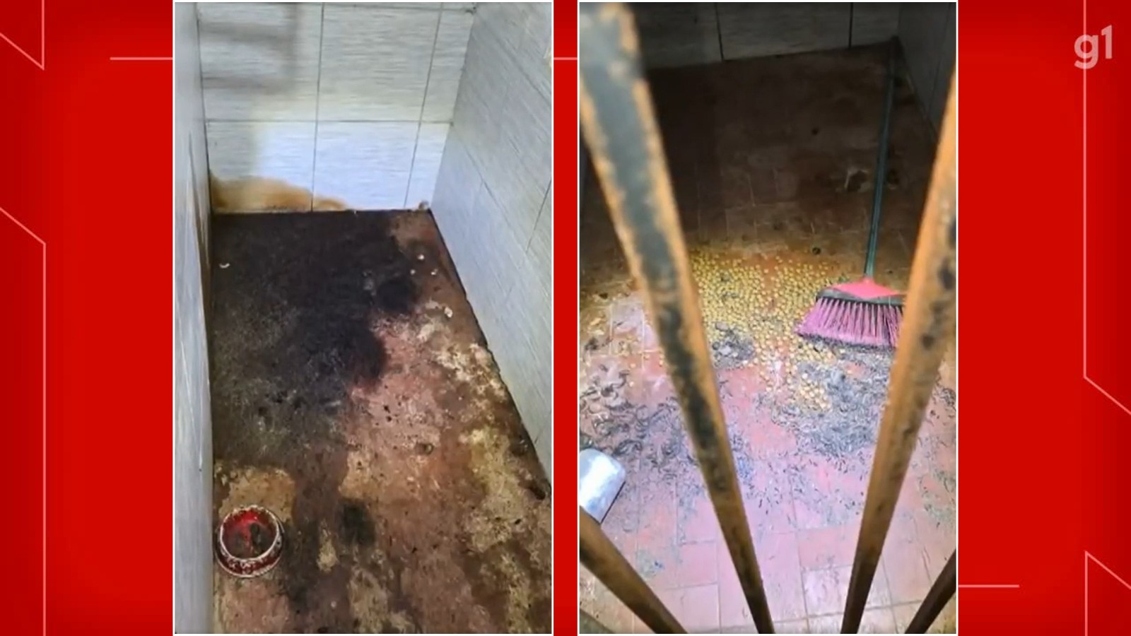 Dono de abrigo pet que matou 6 cães no DF é condenado a 4 anos de prisão em regime semi-aberto