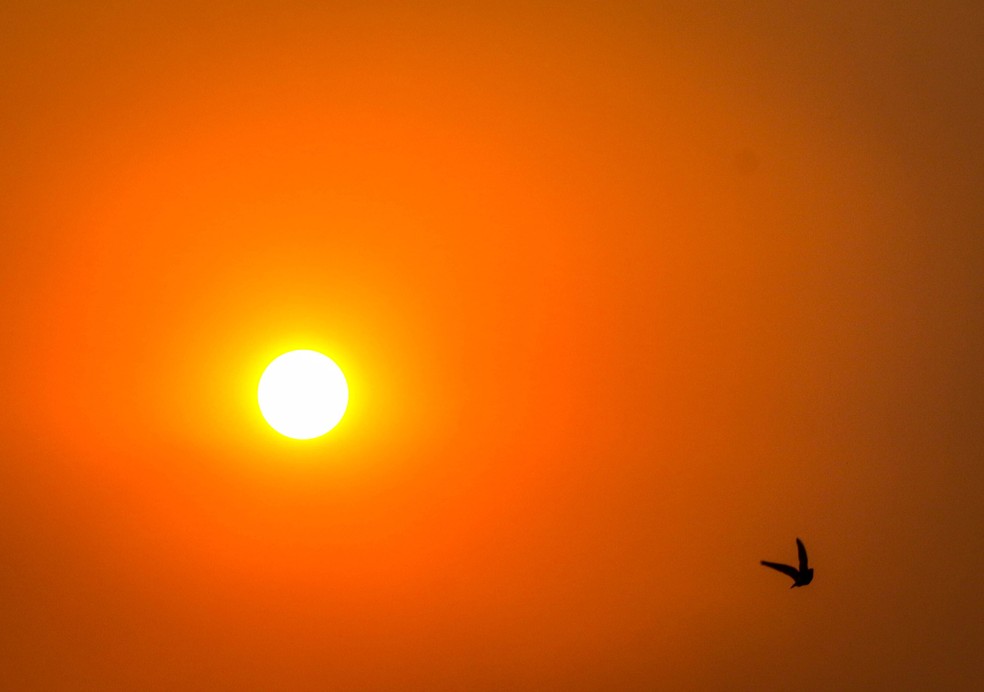 Pássaro é visto voando com o sol ao fundo na região de Carapicuiba, na Grande São Paulo, em imagem de 23 de agosto de 2024. — Foto: Aloisio Mauricio/Fotoarena/Estadão Conteúdo