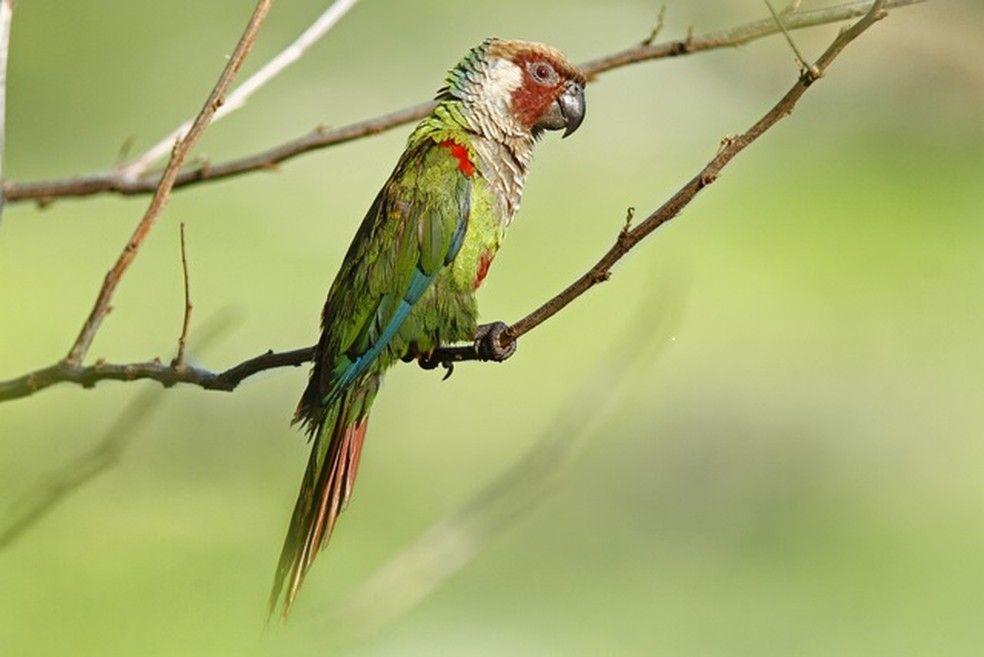 Periquito-Cara-Suja Retorna à Caatinga nordestina Após 114 Anos — Foto: Divulgação