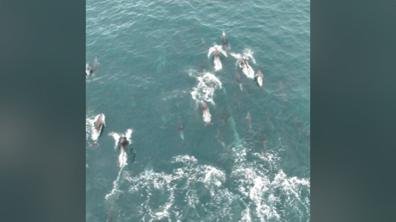 Drone flagra raro 'balé' com dezenas de golfinhos no litoral sul de SC: 'Difícil de acreditar'
