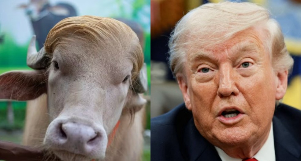 Búfalo 'Donald Trump' e o próprio — Foto: ALAHUDDIN AHMED / AFP e Reuters