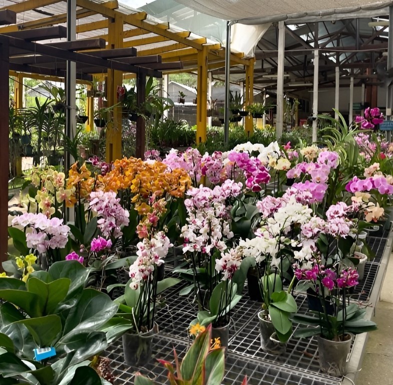 Festival das Orquídeas começa neste fim de semana em Mogi das Cruzes