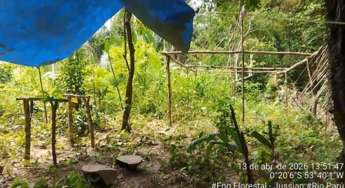Castanheiro está desaparecido há 10 dias em floresta entre AP e PA; buscas continuam