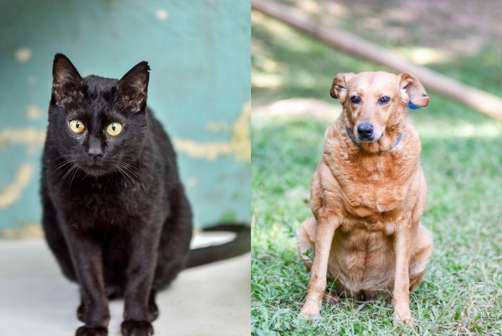 7 de 9
Animais aguardam lar definitivo em canil municipal de Jundia&iacute; (SP) &mdash; Foto: Prefeitura de Jundia&iacute;/Divulga&ccedil;&atilde;o