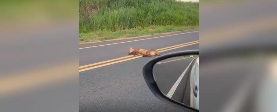 VÍDEO: Onça é flagrada deitada no meio da pista em rodovia do interior de SP