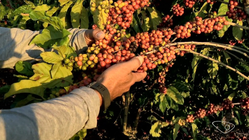 Produtores rurais do Espírito Santo enfrentam dificuldade para contratar mão de obra regular para a colheita de café. — Foto: Reprodução/TV Gazeta